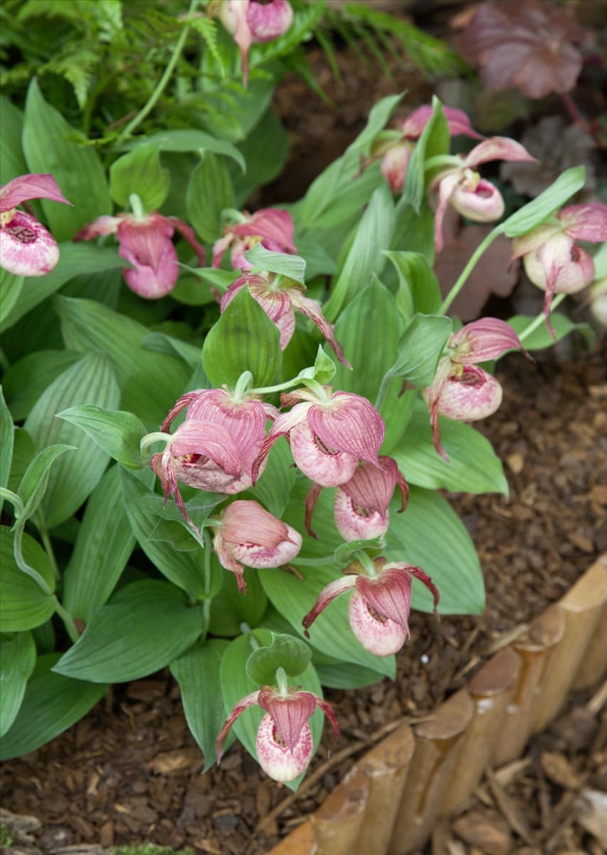 Cypripedium kentuckiense Kentucky-Frauenschuh