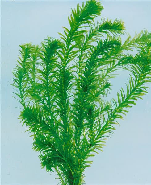 Egeria densa