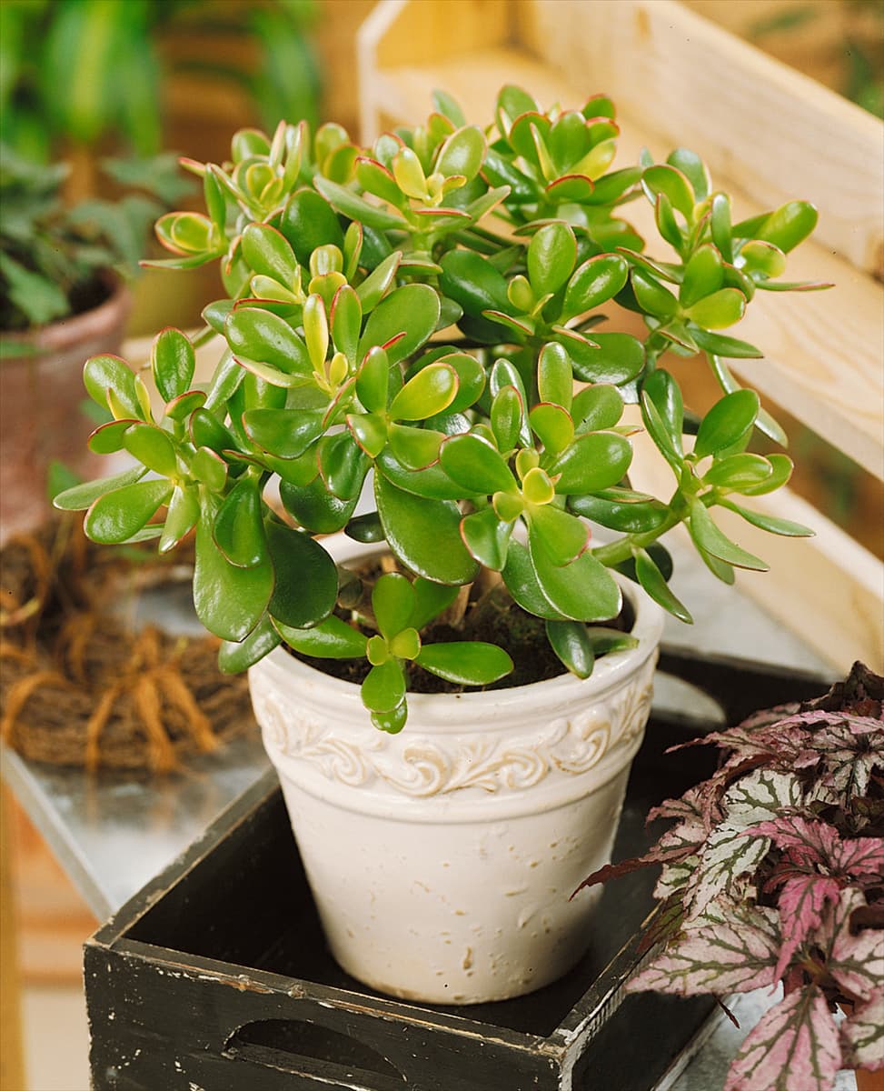 Crassula ovata 'Hummel´s Sunset' Geldbaum 'Hummel´s Sunset'