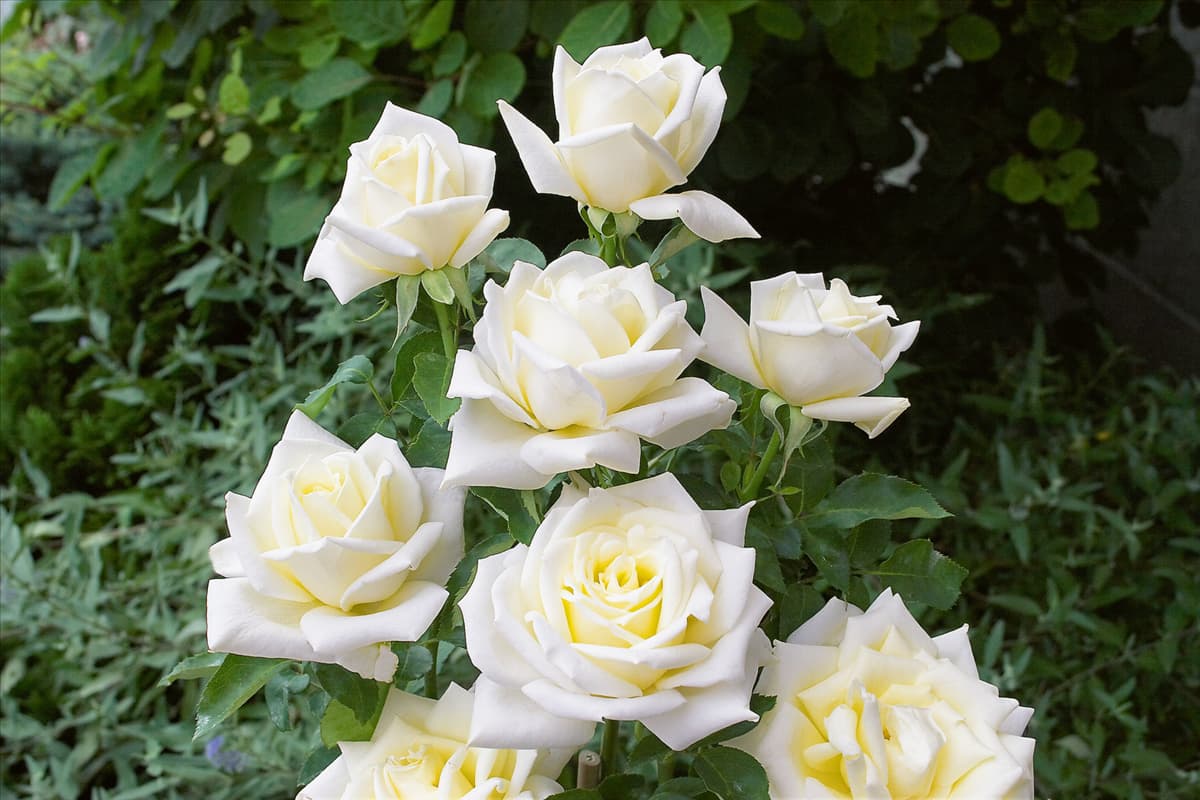 Hybrid Tea Rose Polarstern