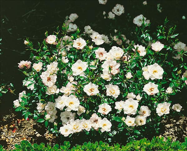 Rosa 'White Fairy'
