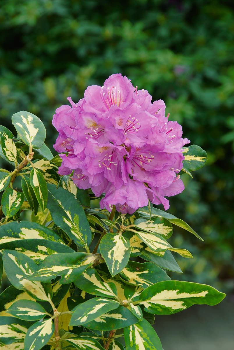Rhododendron 'Blattgold' Rhododendron-Hybride 'Blattgold'