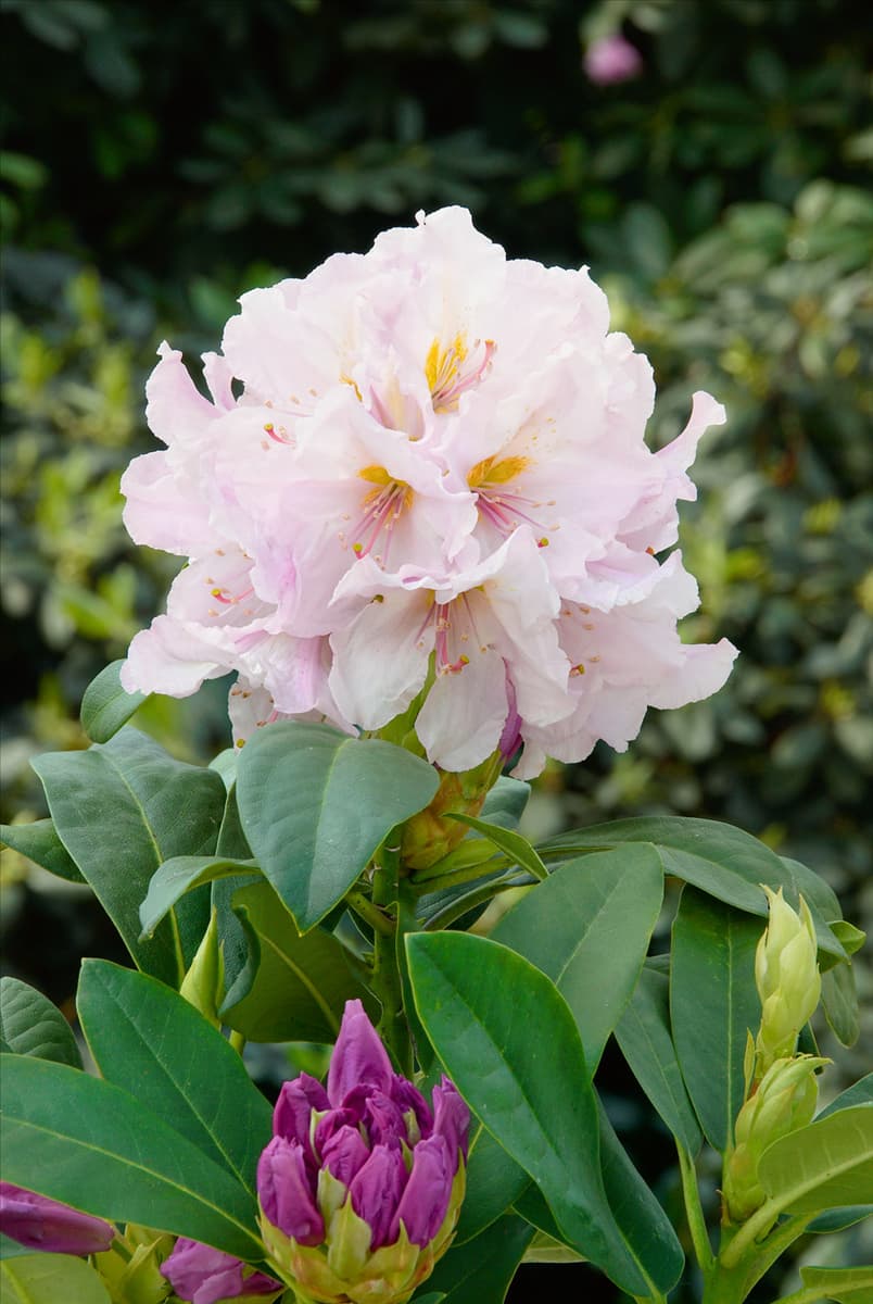 Rhododendron 'Eskimo' Rhododendron 'Eskimo'
