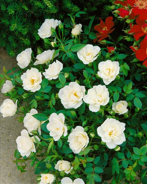 Rosa 'Kent'®