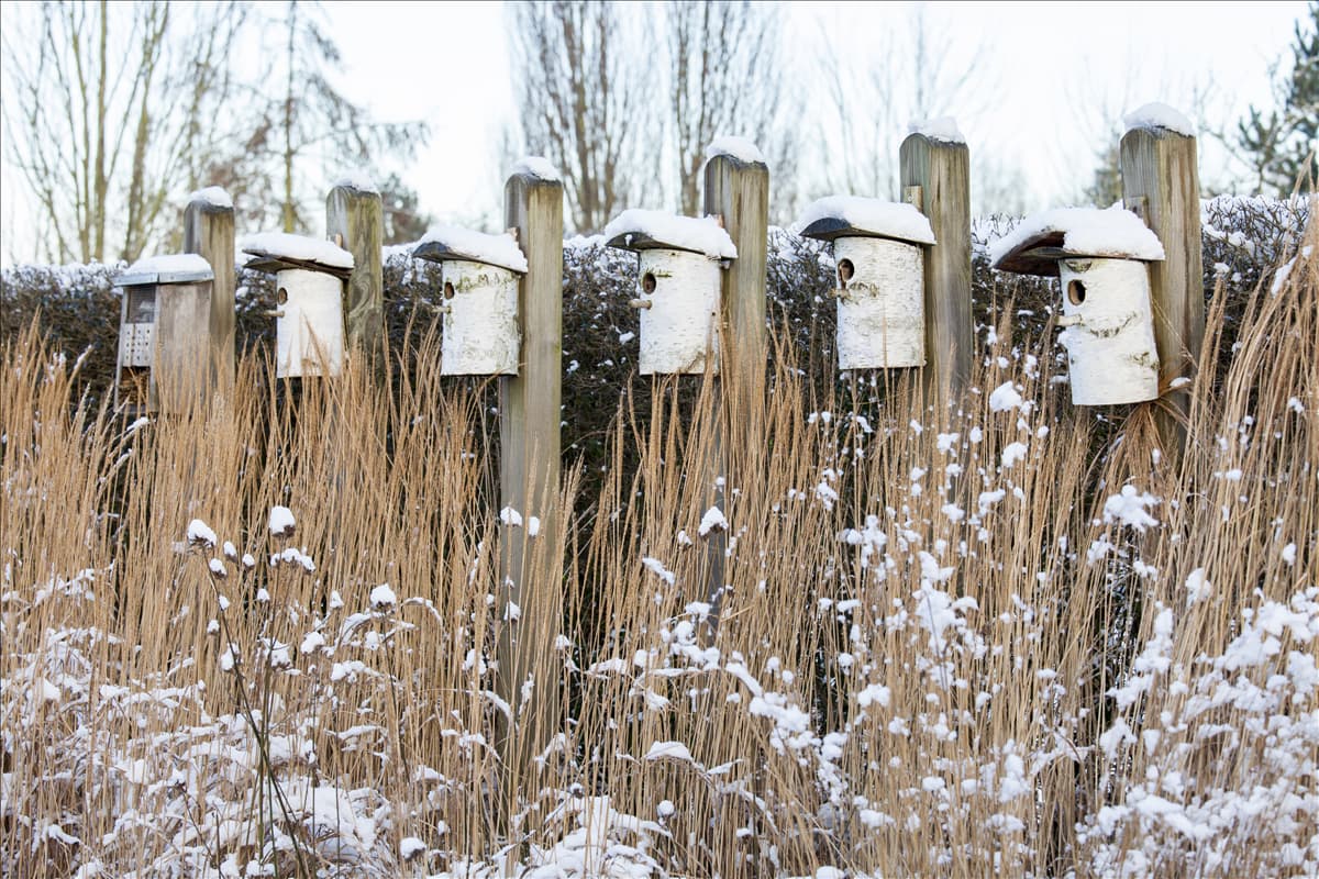 Vogelhaus schneebedeckt