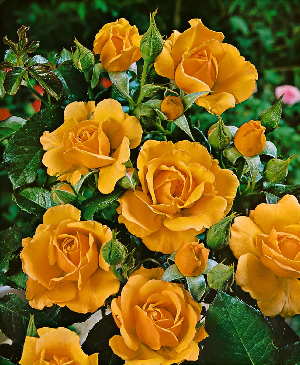 Rosa 'Amber Queen'® Beetrose 'Amber Queen'®