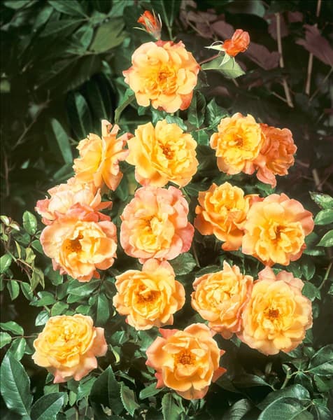 Rosa 'Moonlight'®