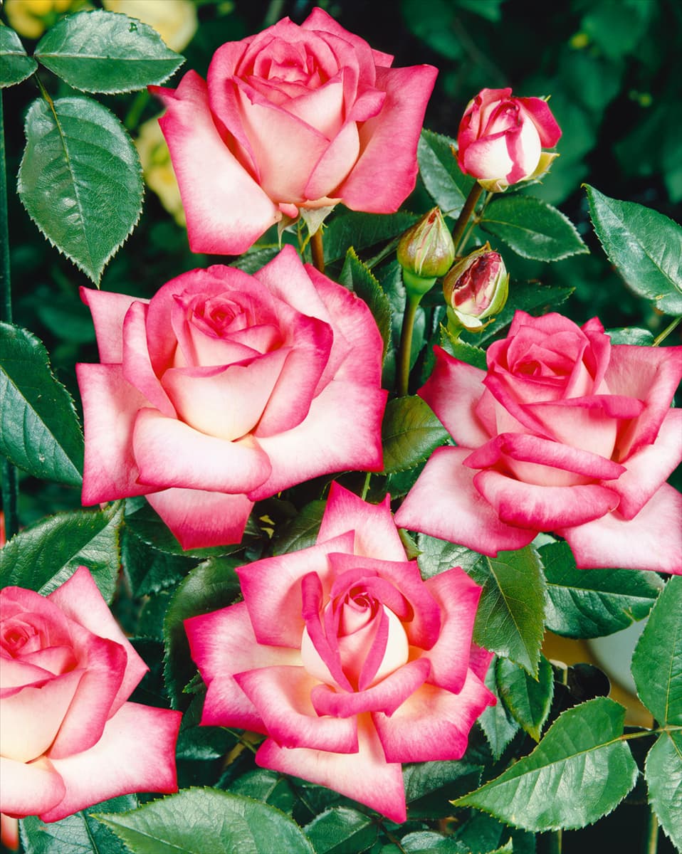 Edelrose Nostalgie (TH)