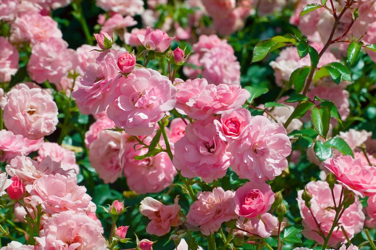 Rosa 'Bonica 82'® Beetrose 'Bonica 82'®