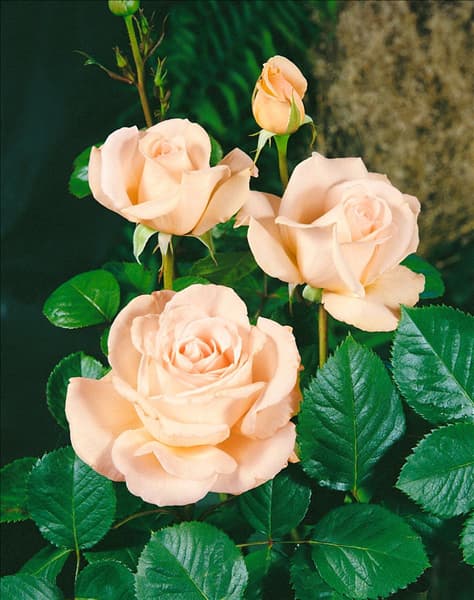 Rosa 'Renaissance'