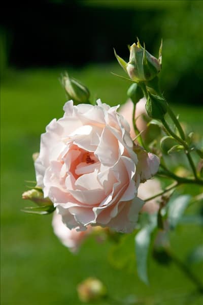 Rosa 'Rokoko'®