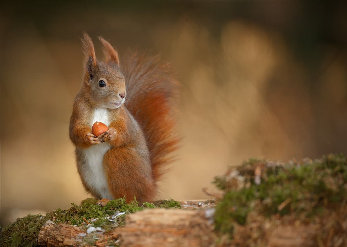 Wildtierschutz