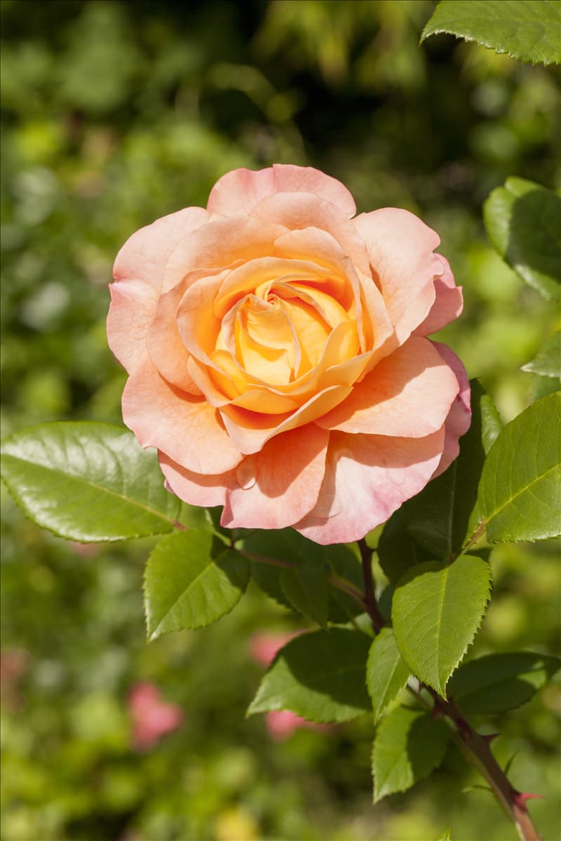 ADR-Rosen Rose