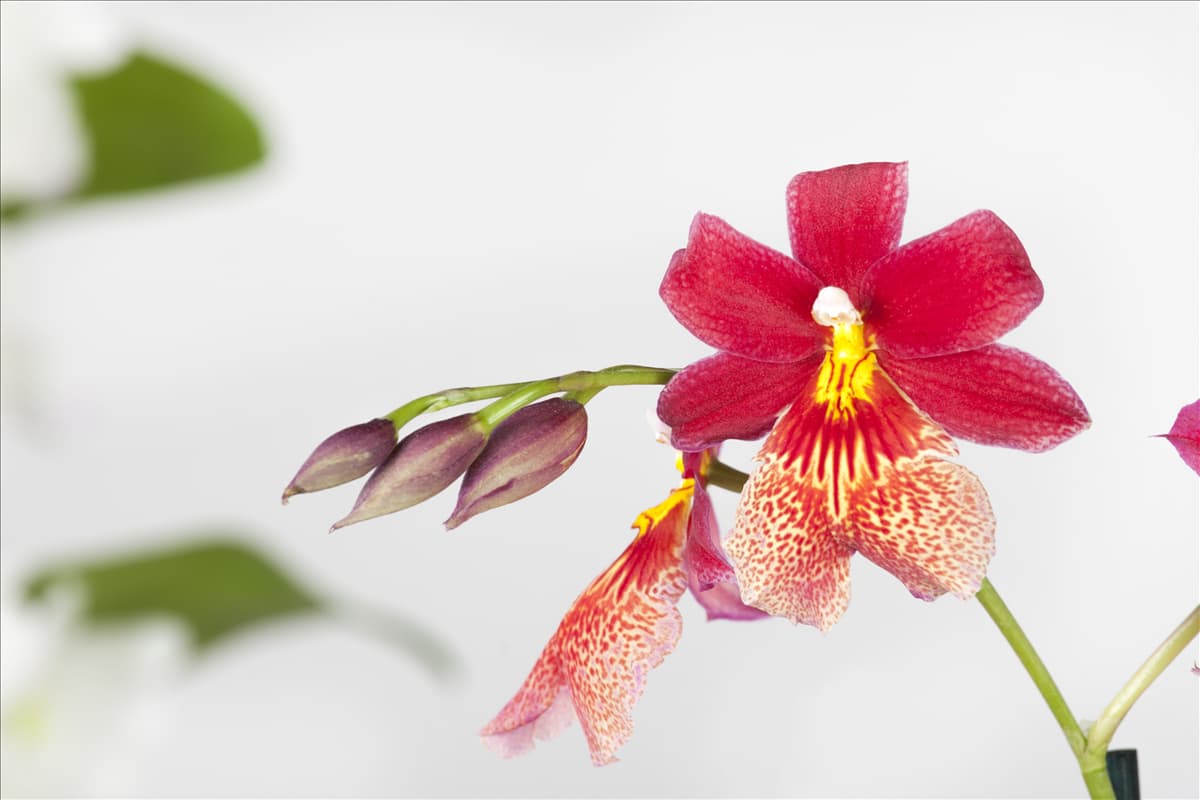 Cambria 'Nelly Isler' Cambria-Orchidee 'Nelly Isler'