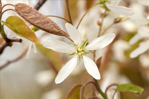 Amelanchier lamarckii
