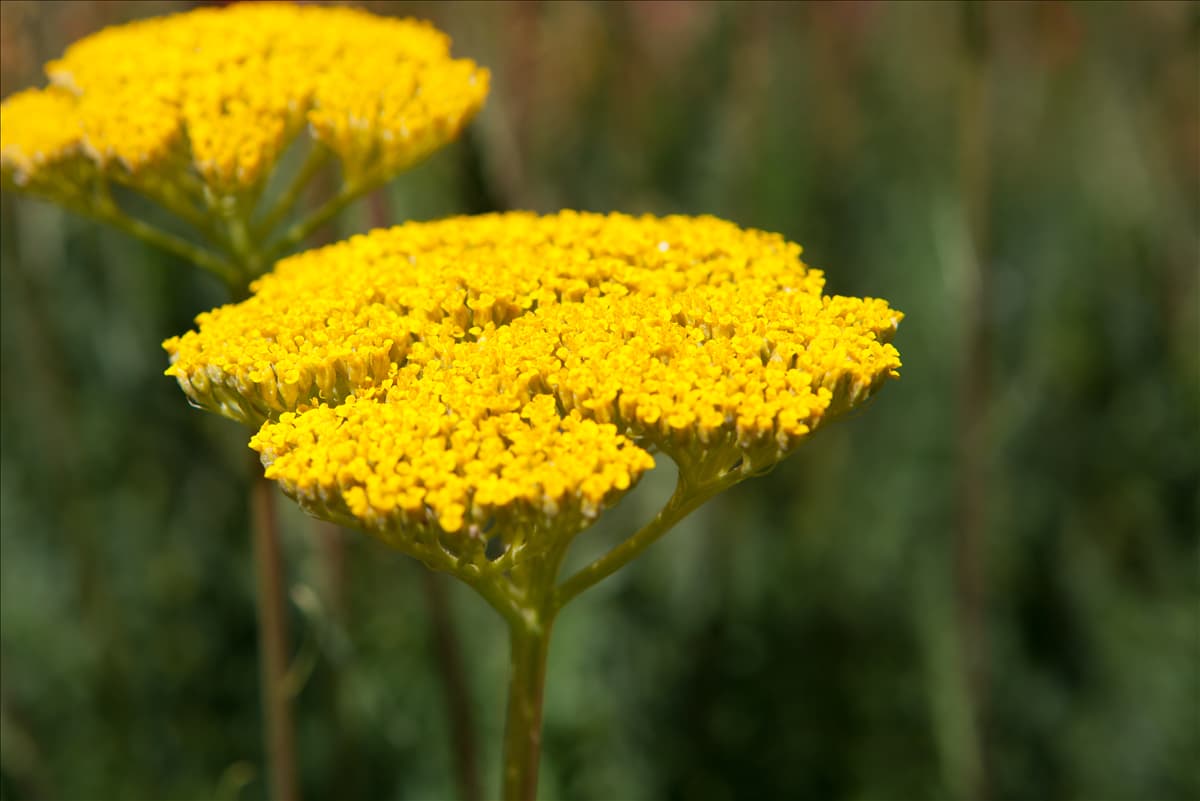 Achillea filipendulina Hohe Gold-Garbe