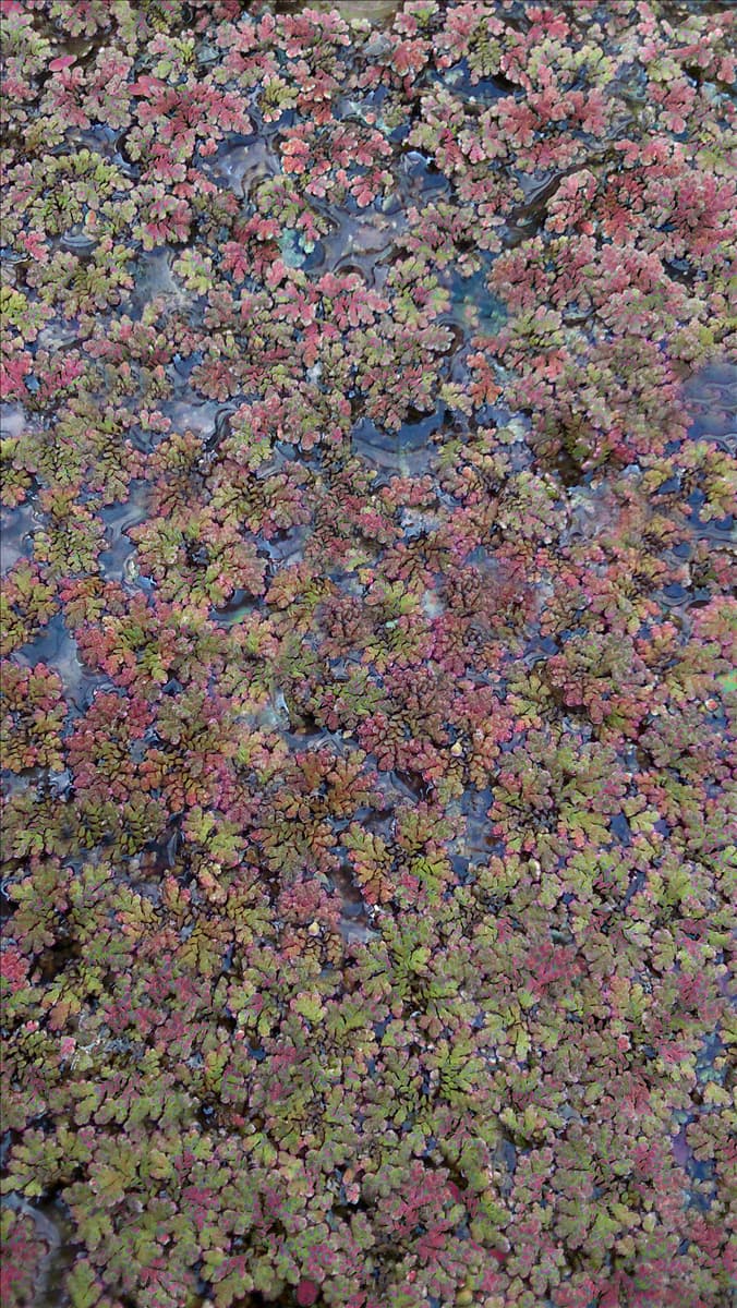 Azolla caroliniana Kleiner Algenfarn