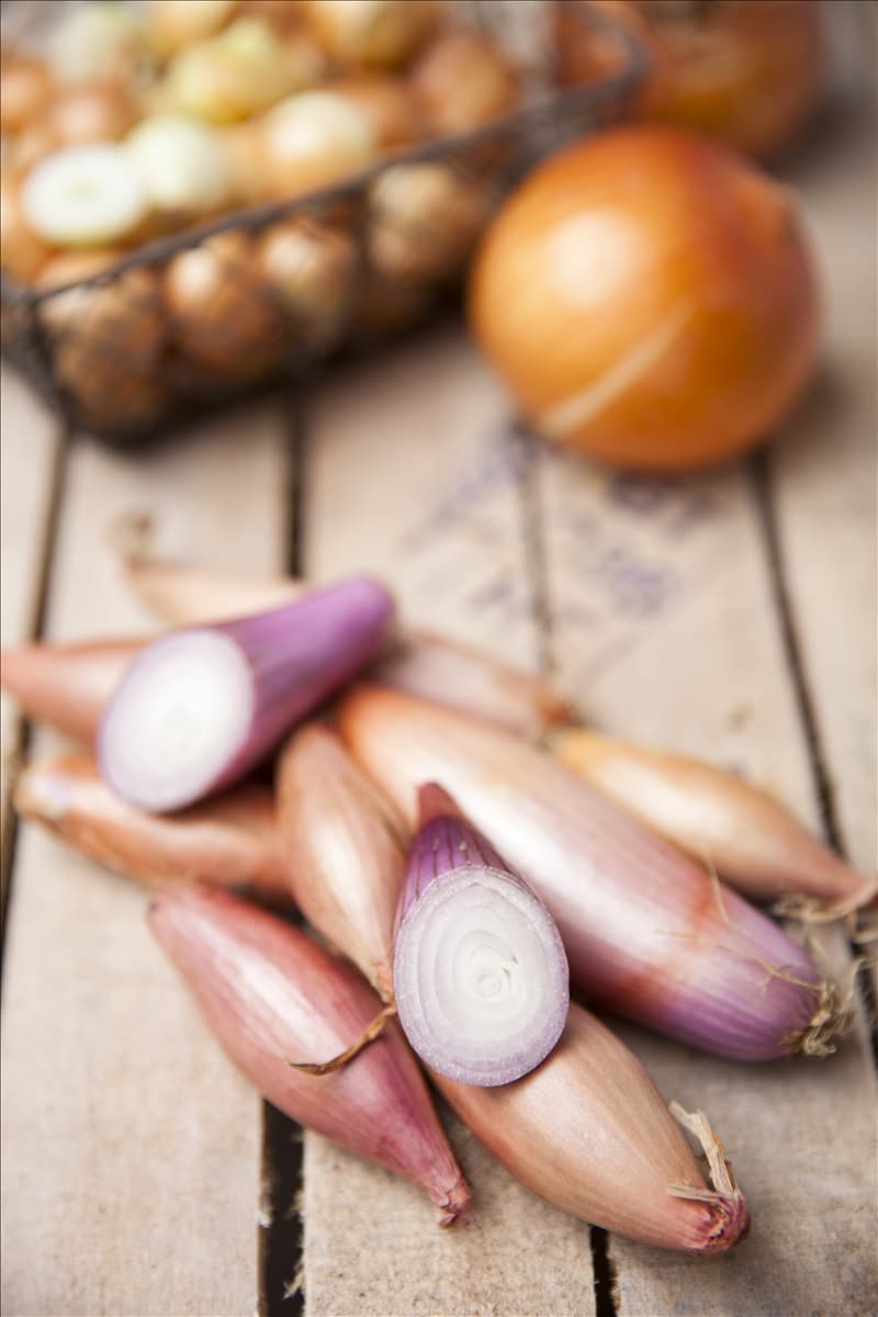 Allium ascalonicum Schalotten