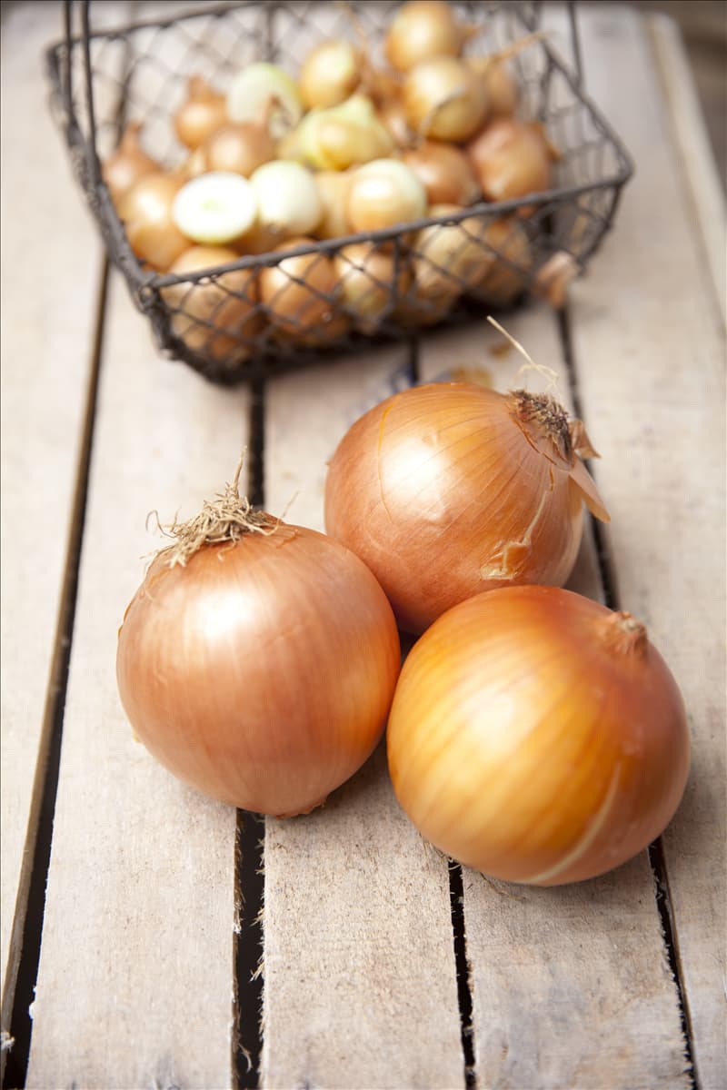 Allium cepa Zwiebel
