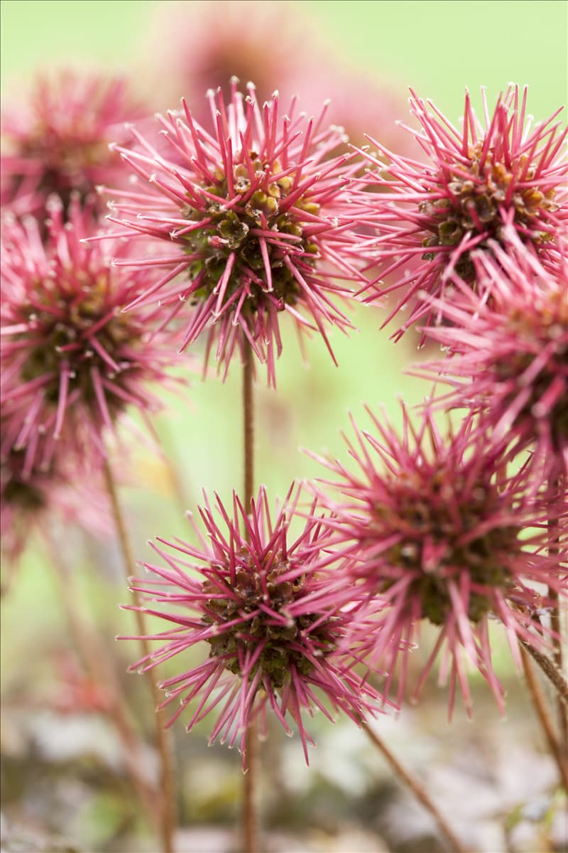 Acaena microphylla 'Kupferteppich' Garten-Stachelnüsschen 'Kupferteppich'