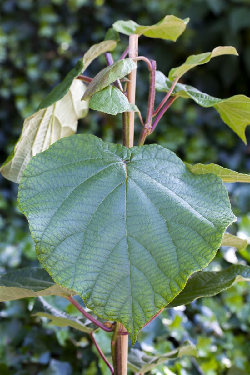 Actinidia chinensis 'Atlas' Kiwi 'Atlas' (männlich)