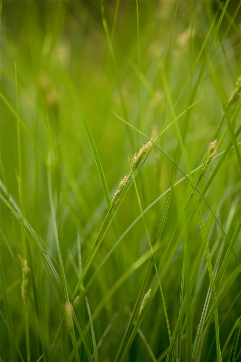 Carex brunnea Bräunliche Segge