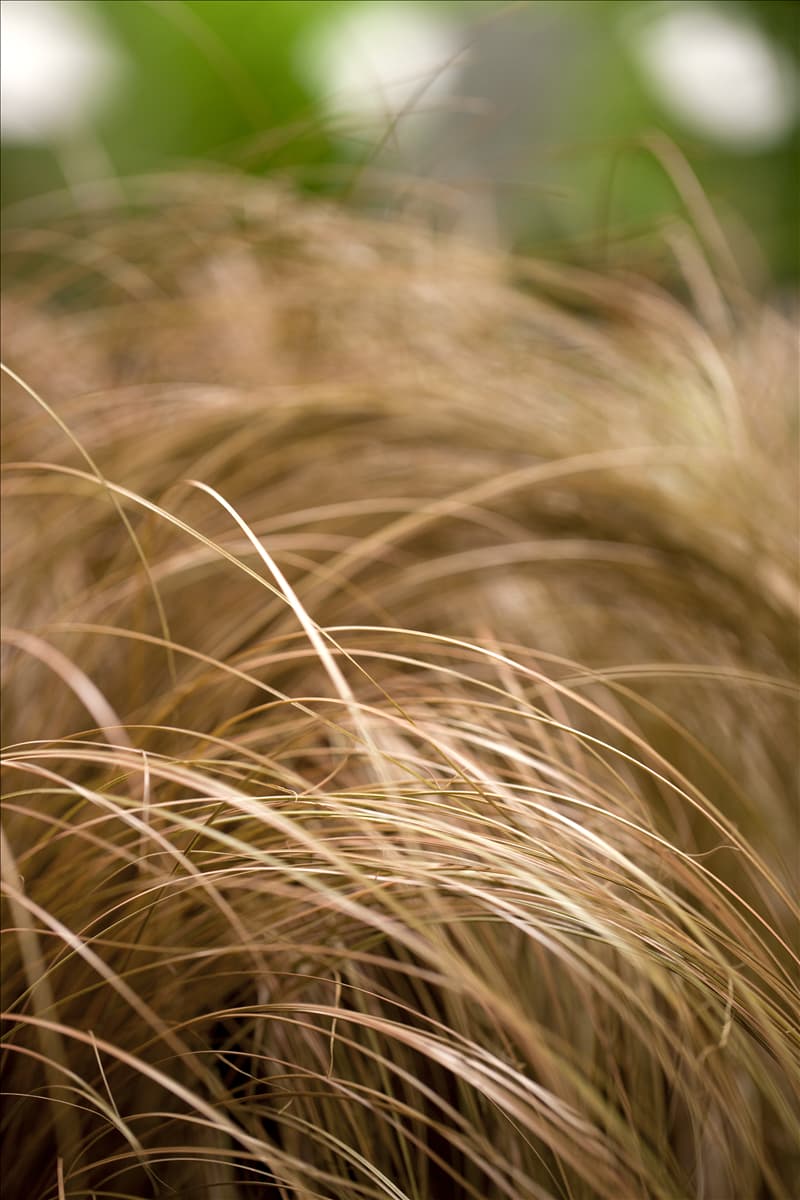 Carex comans 'Bronze Form' Bräunliche Garten-Segge 'Bronze Form'