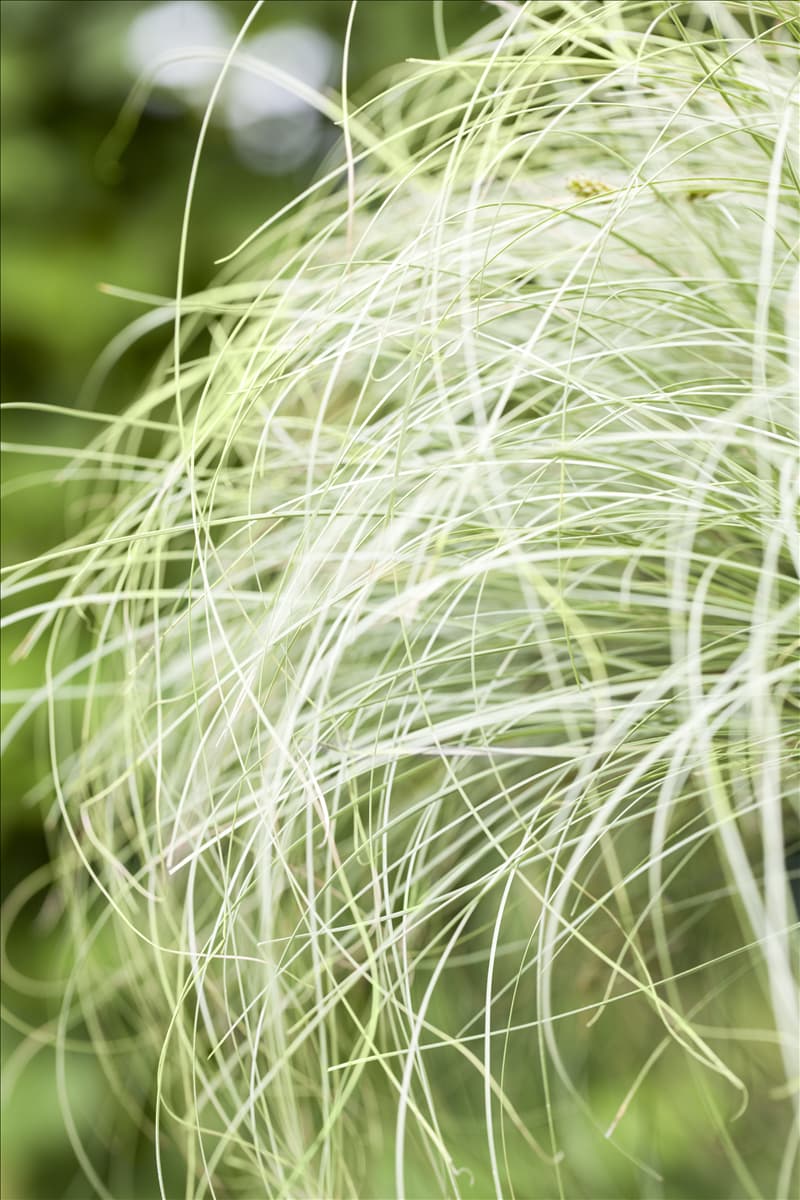 Carex comans 'Frosted Curls' Bräunliche Garten-Segge