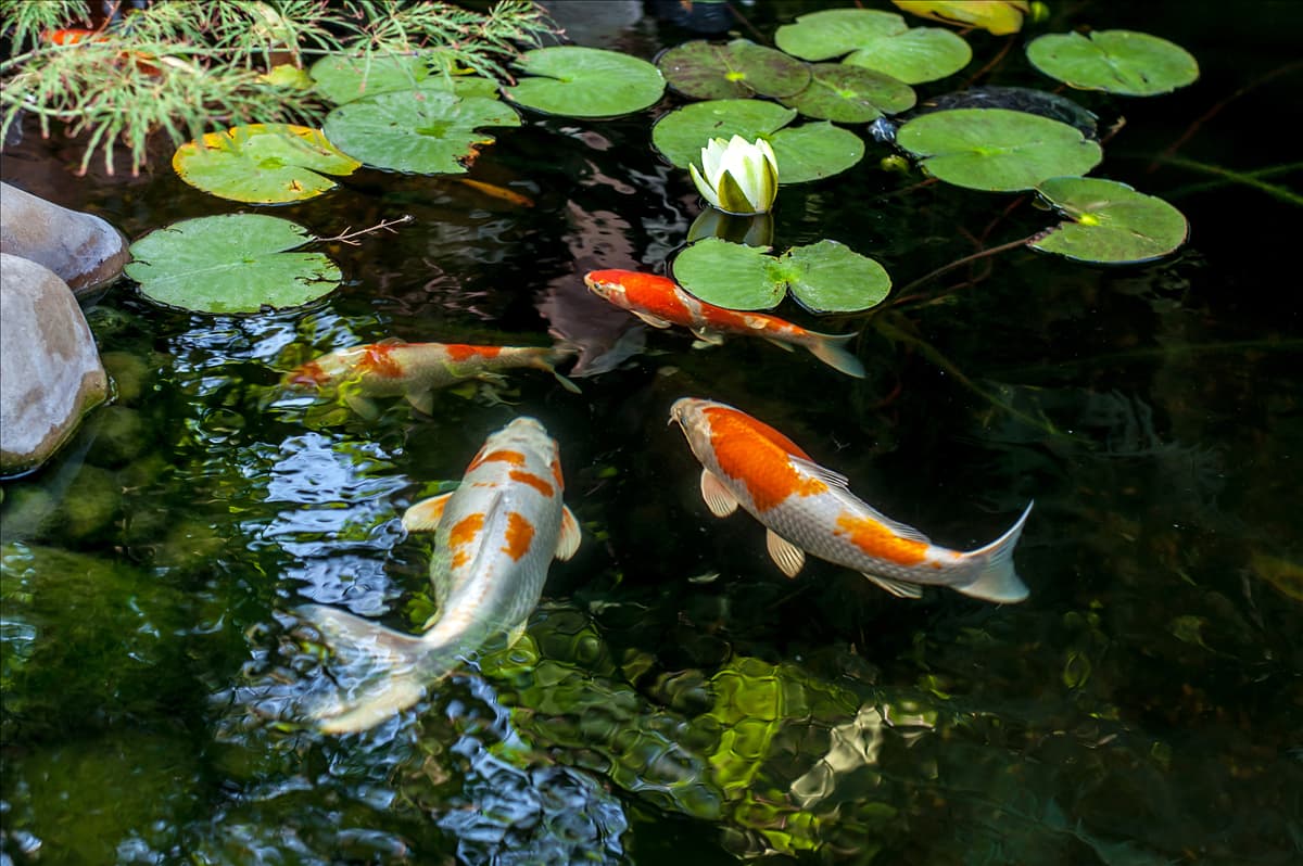 Gartenteich