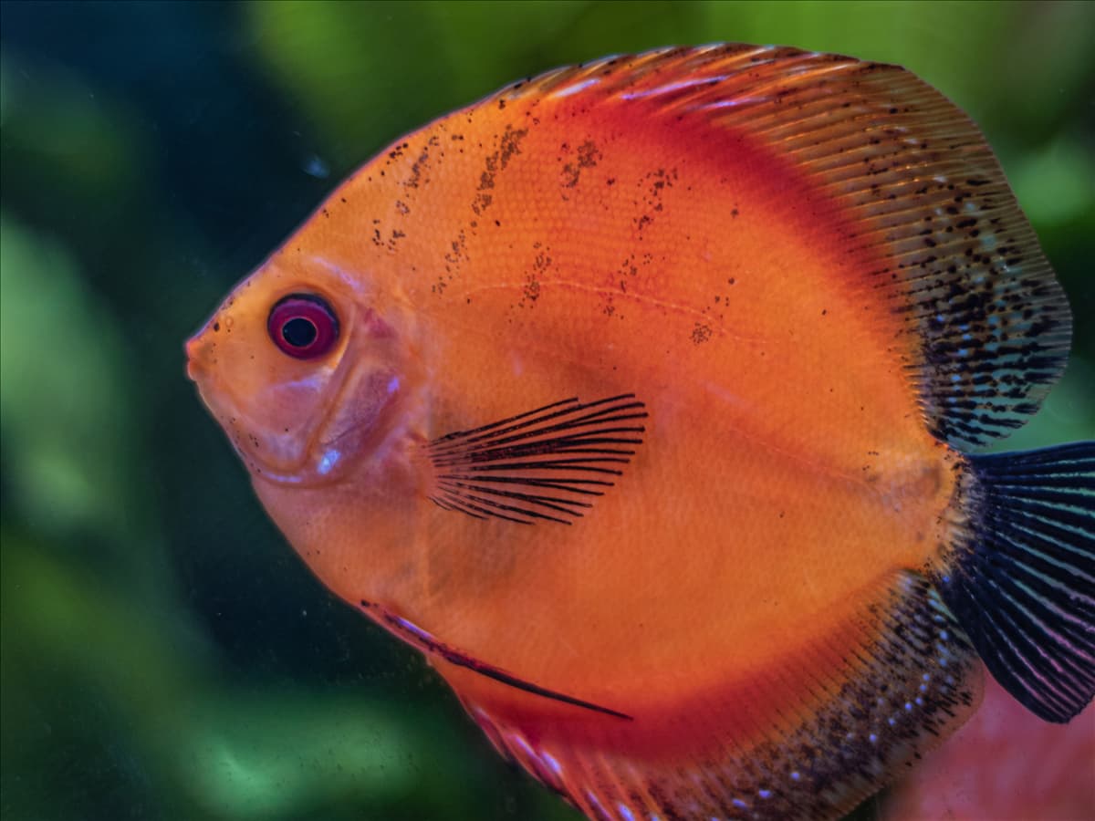 stanze_hemmingen_hannover_aquaristik_3.jpg