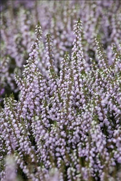 Calluna vulgaris 'Tib'