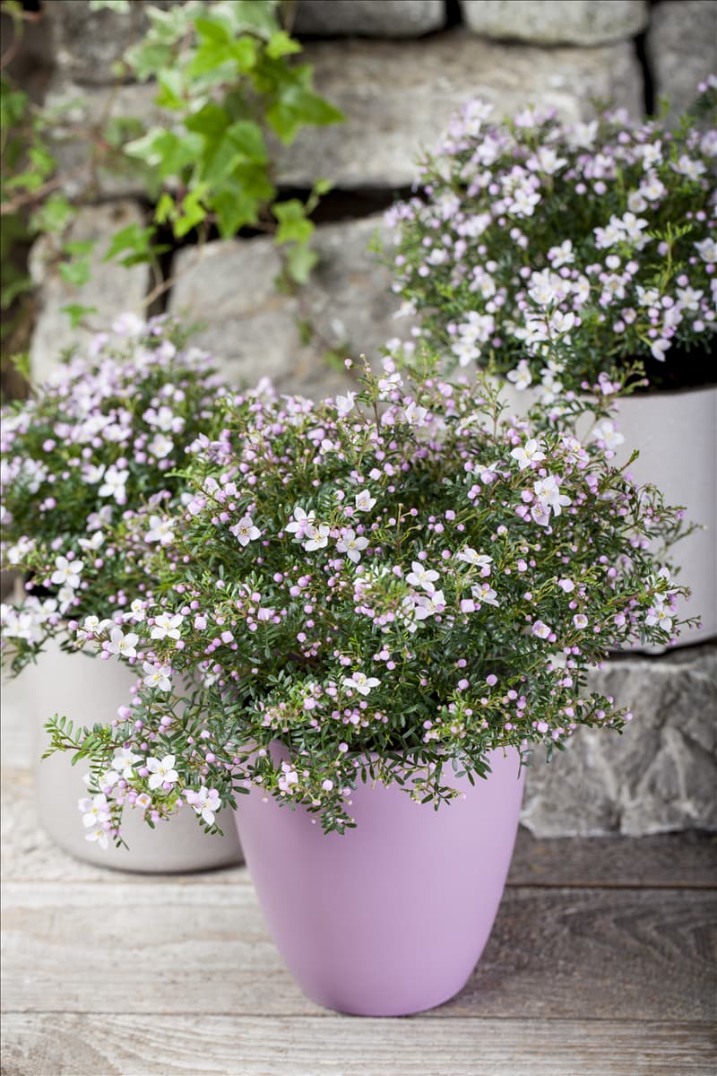 Boronia anemonifolia Anemonenblättrige Korallenraute