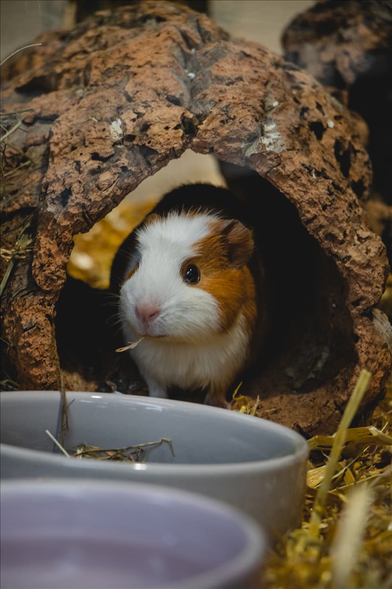 Kleintierwelt