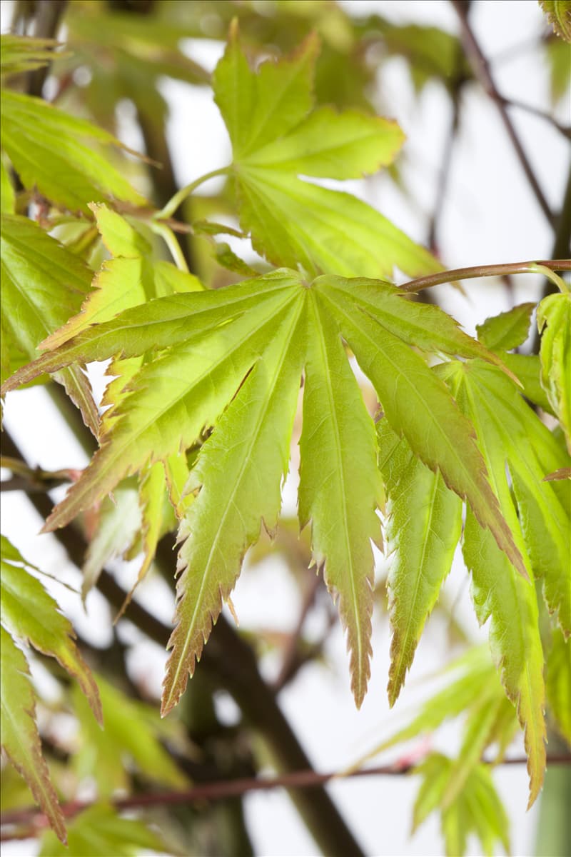 Acer palmatum 'Orange Dream'