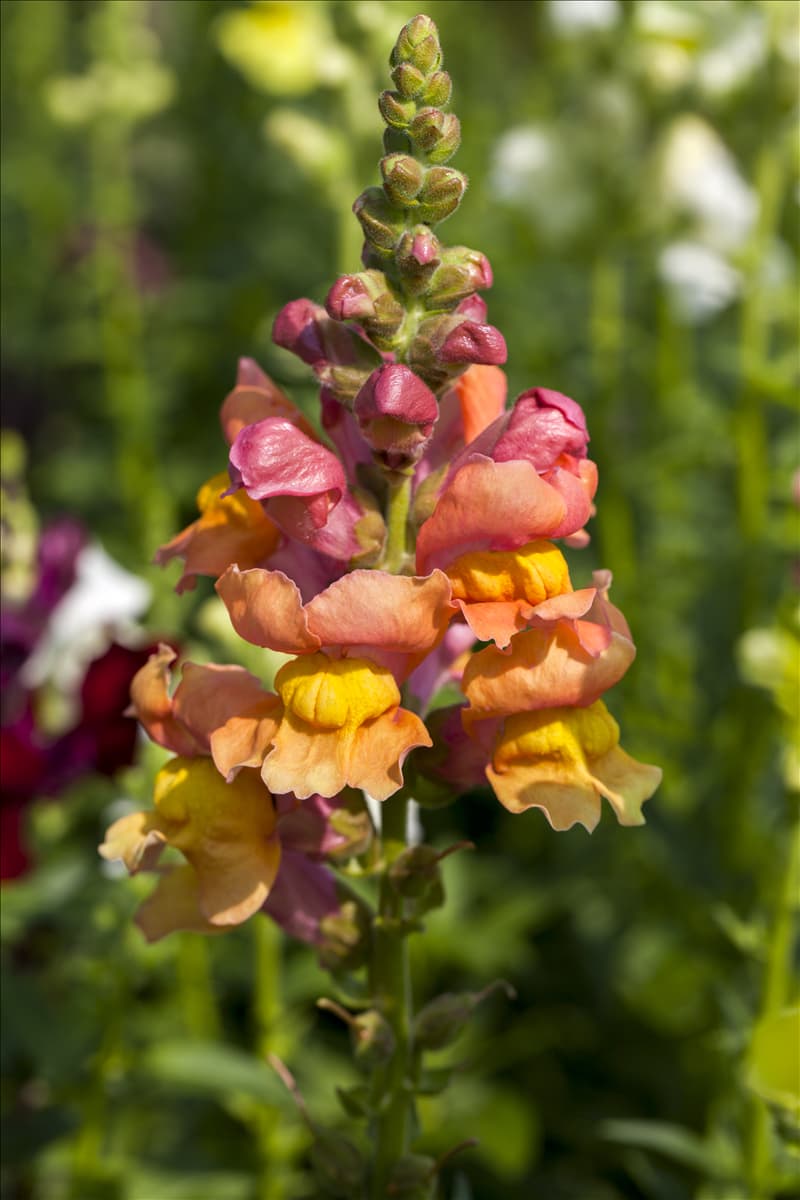 Antirrhinum majus Garten-Löwenmaul