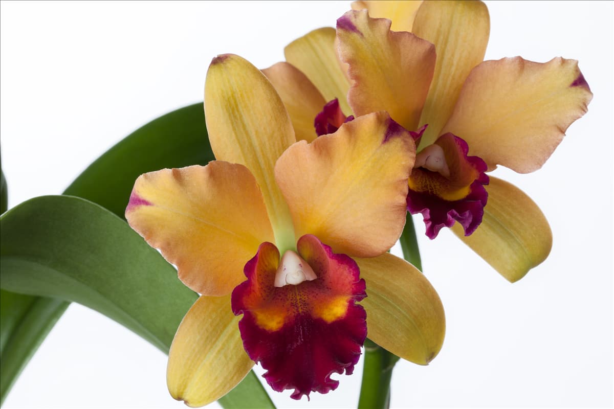 Cattleya Cattleya Orchidee