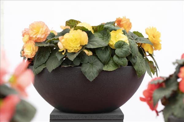 Begonia x tuberhybrida 'Prism'
