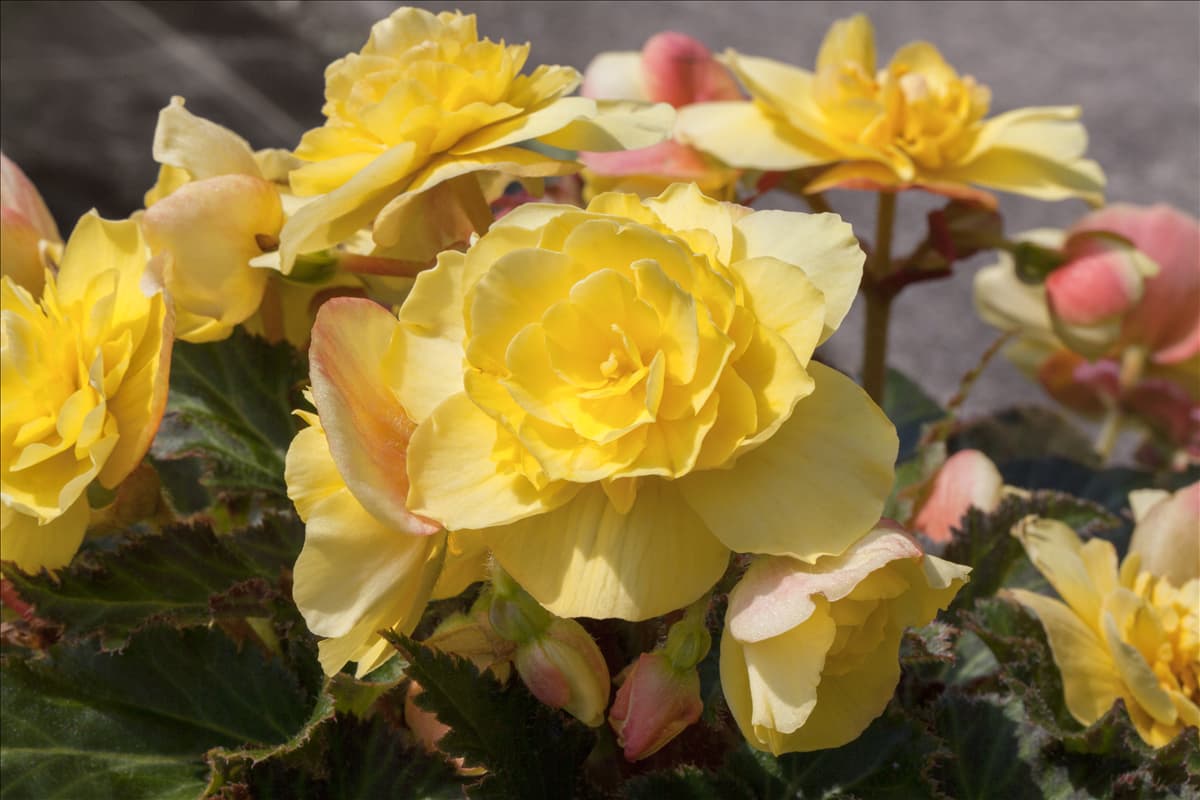 Begonia x tuberhybrida Non-Stop® Mocca 'Yellow'