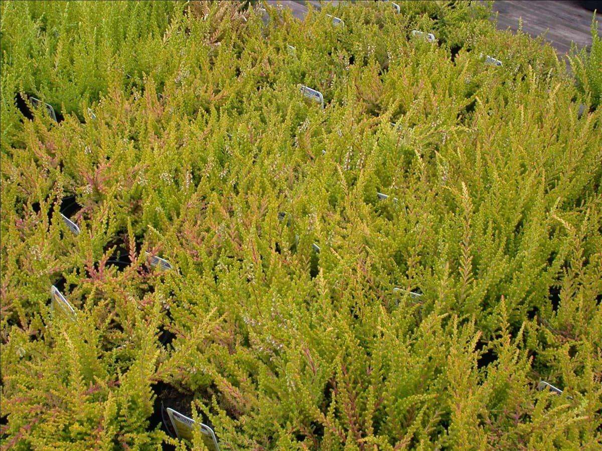 Calluna vulgaris 'Wickwar Flame'