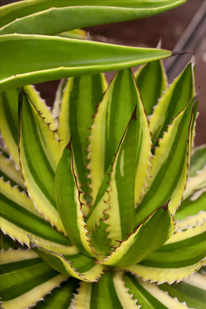 Agave lophantha Agave