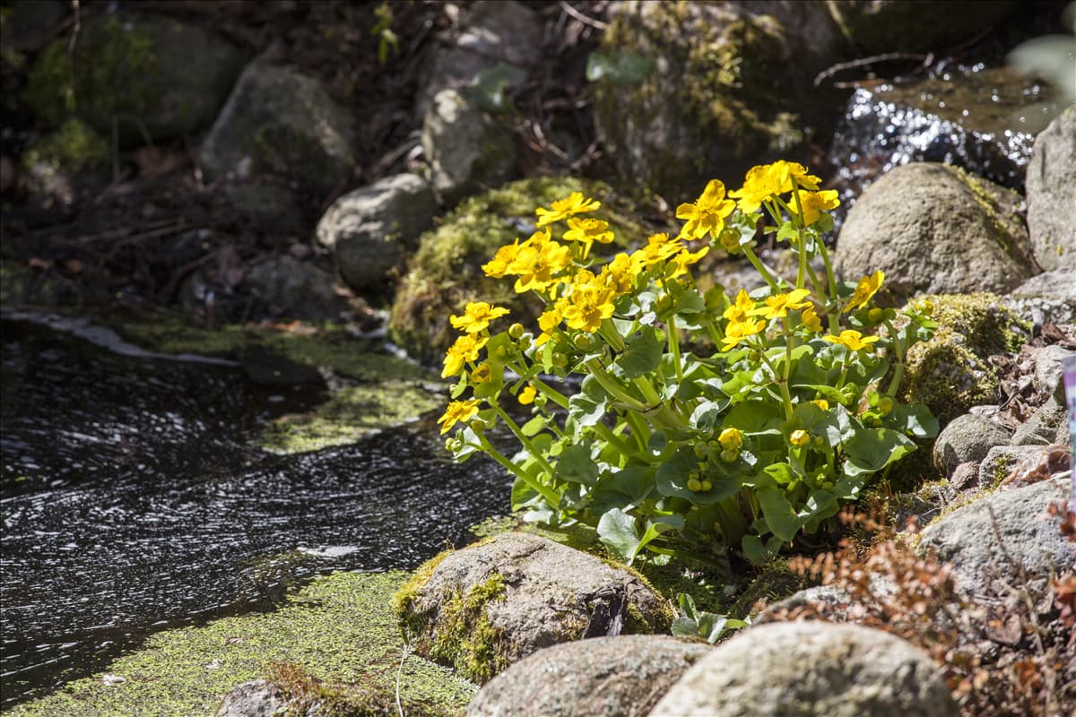 Caltha palustris Sumpf-Dotterblume