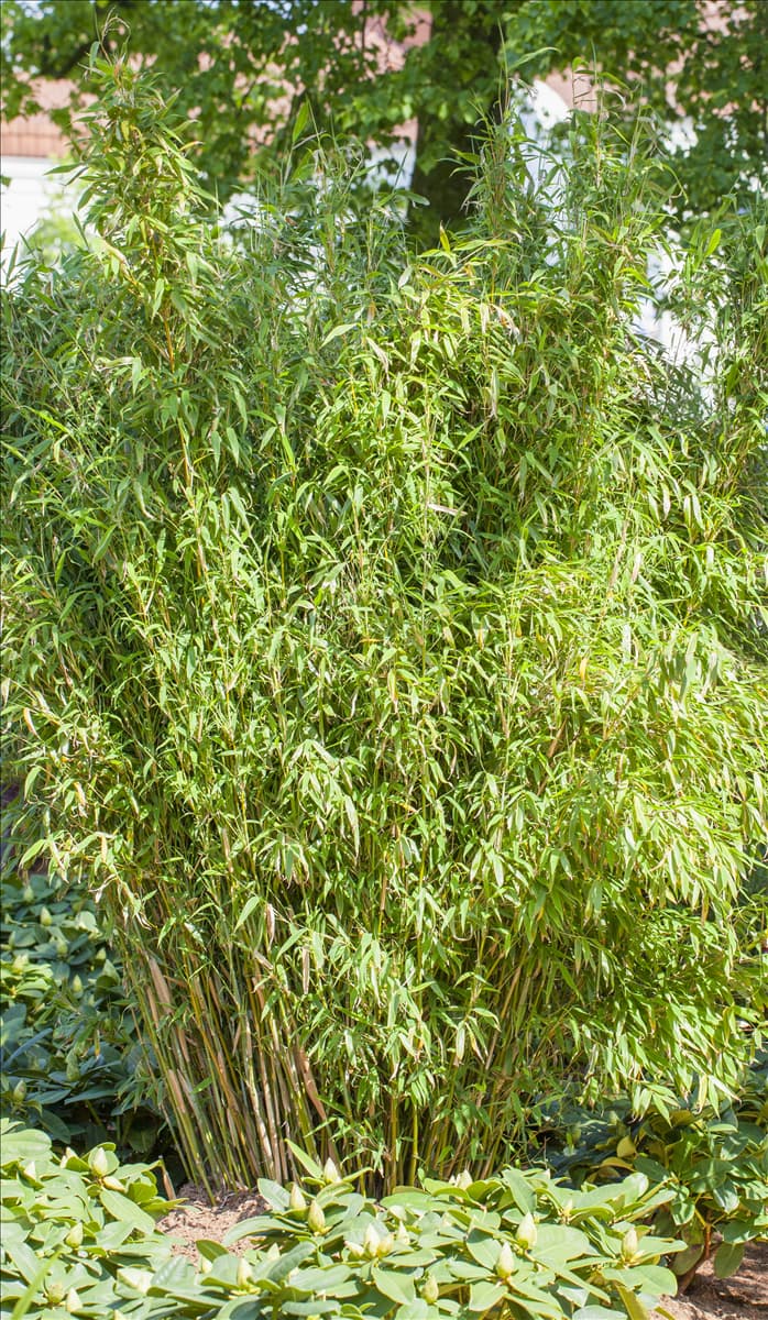 Fargesia murielae 'Standing Stone'® Gartenbambus 'Standing Stone'®