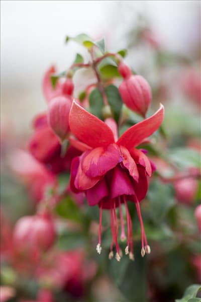 Fuchsia 'Jollies'®