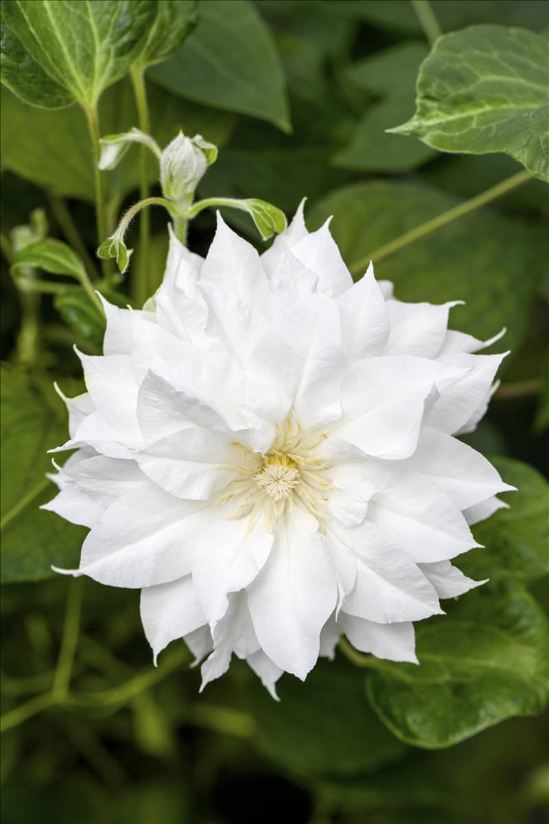 Clematis 'Arctic Queen' Waldrebe 'Arctic Queen'