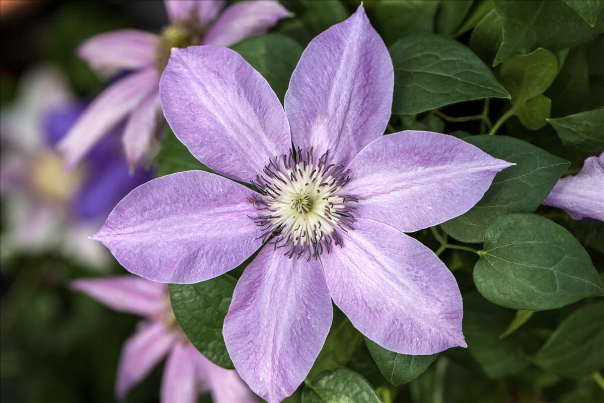 Clematis 'Bijou' Waldrebe 'Bijou'