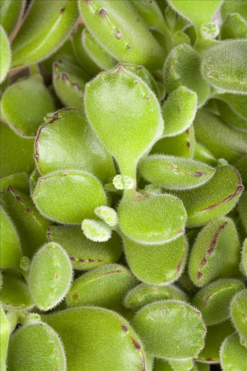 Cotyledon ladismithensis Cotyledon