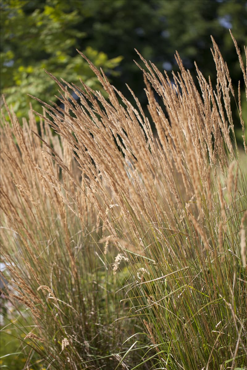 Calamagrostis x acutiflora 'Karl Foerster' Garten-Reitgras 'Karl Foerster'