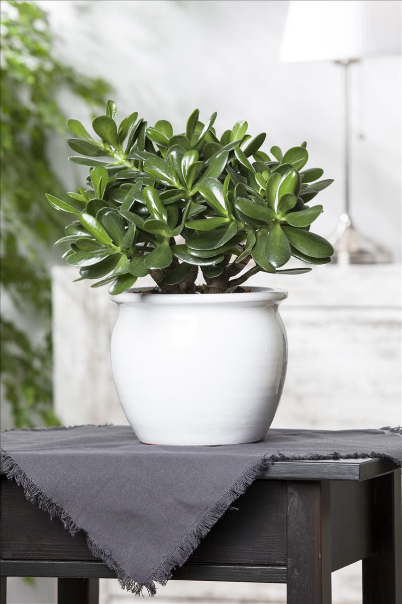 Crassula ovata Geldbaum