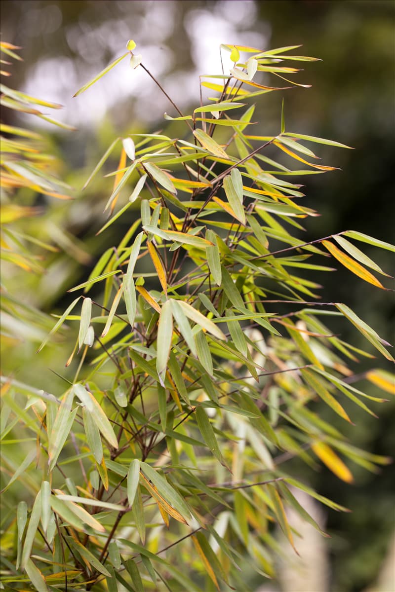 Fargesia 'Jiuzhaigou 1' Gartenbambus 'Jiuzhaigou 1'