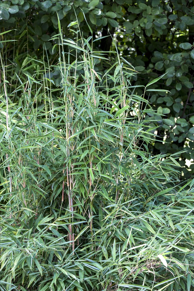 Fargesia murielae 'Blue Lizard'®(s) Drachenschuppenbambus